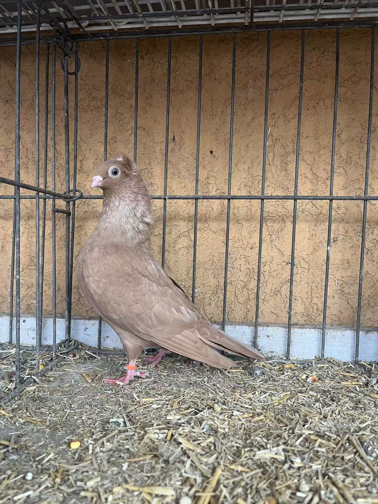 Szegedin Highflyer - Breeding Stock
