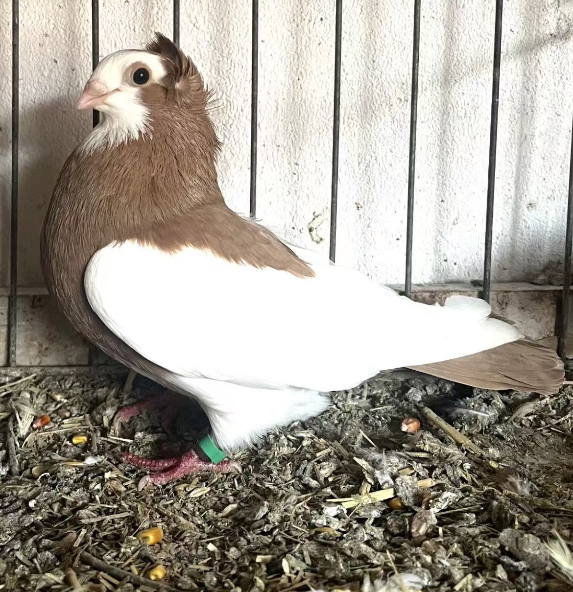 Szegedin Highflyer - Breeding Stock