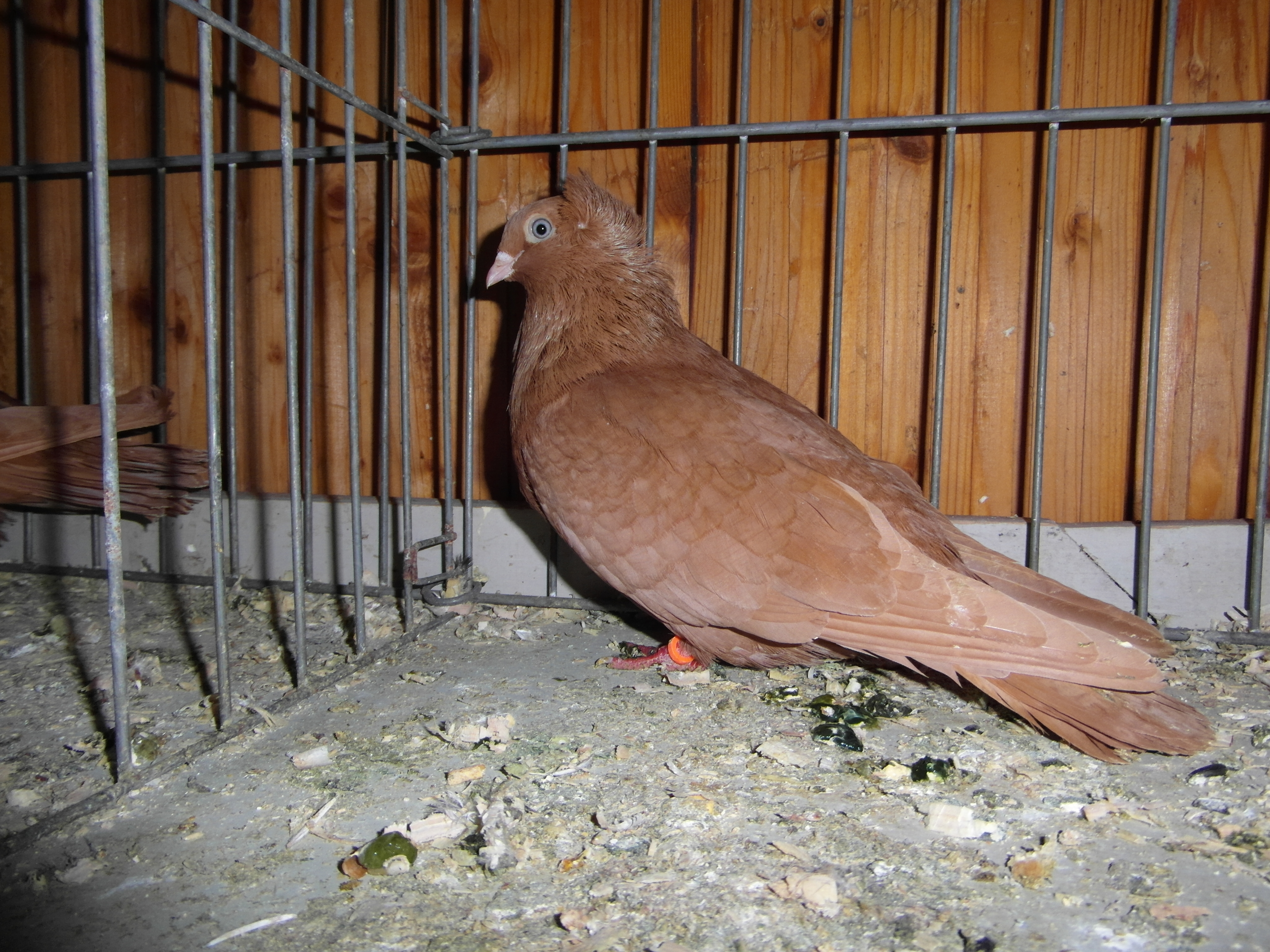 Szegedin Highflyer - Breeding Stock