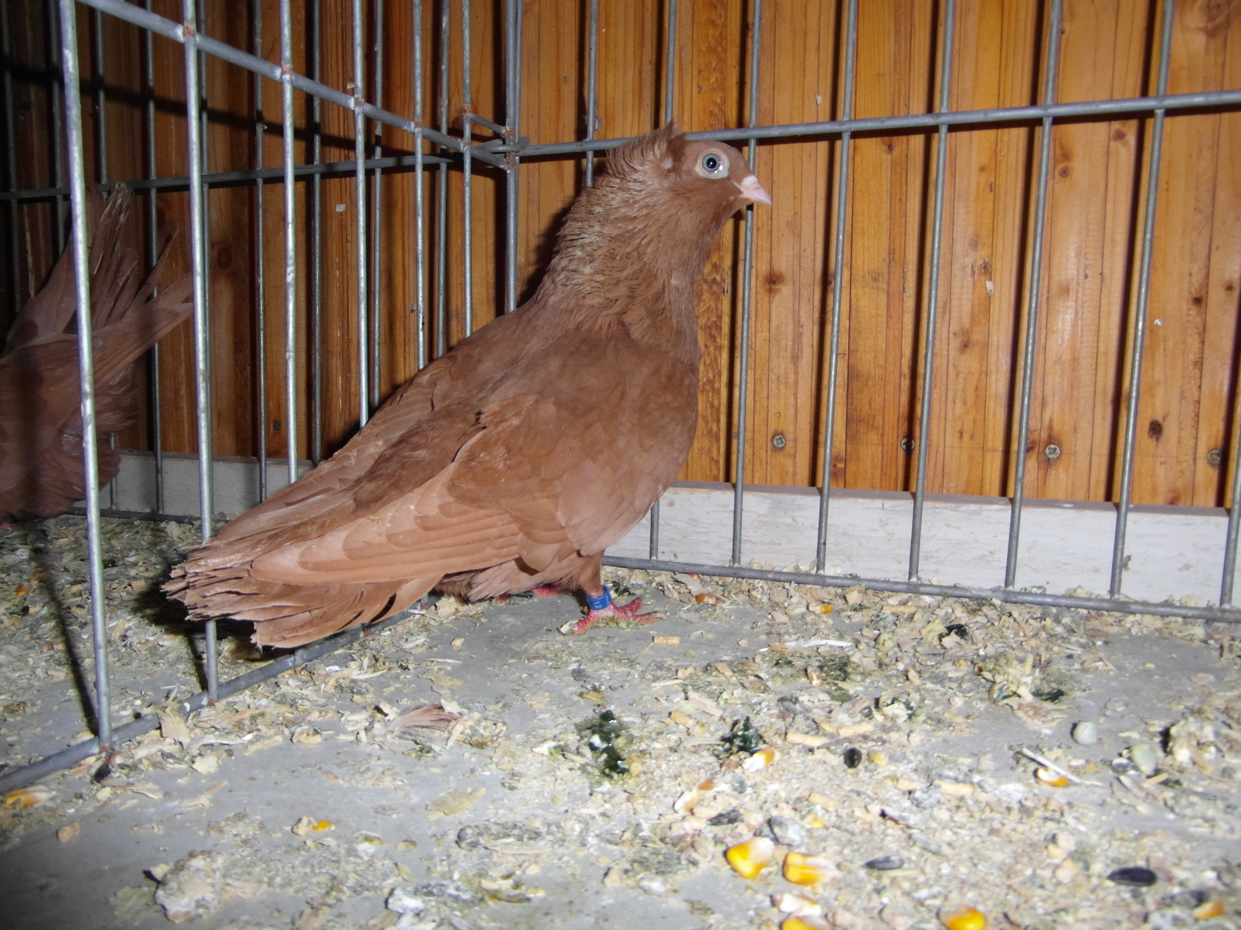 Szegedin Highflyer - Breeding Stock