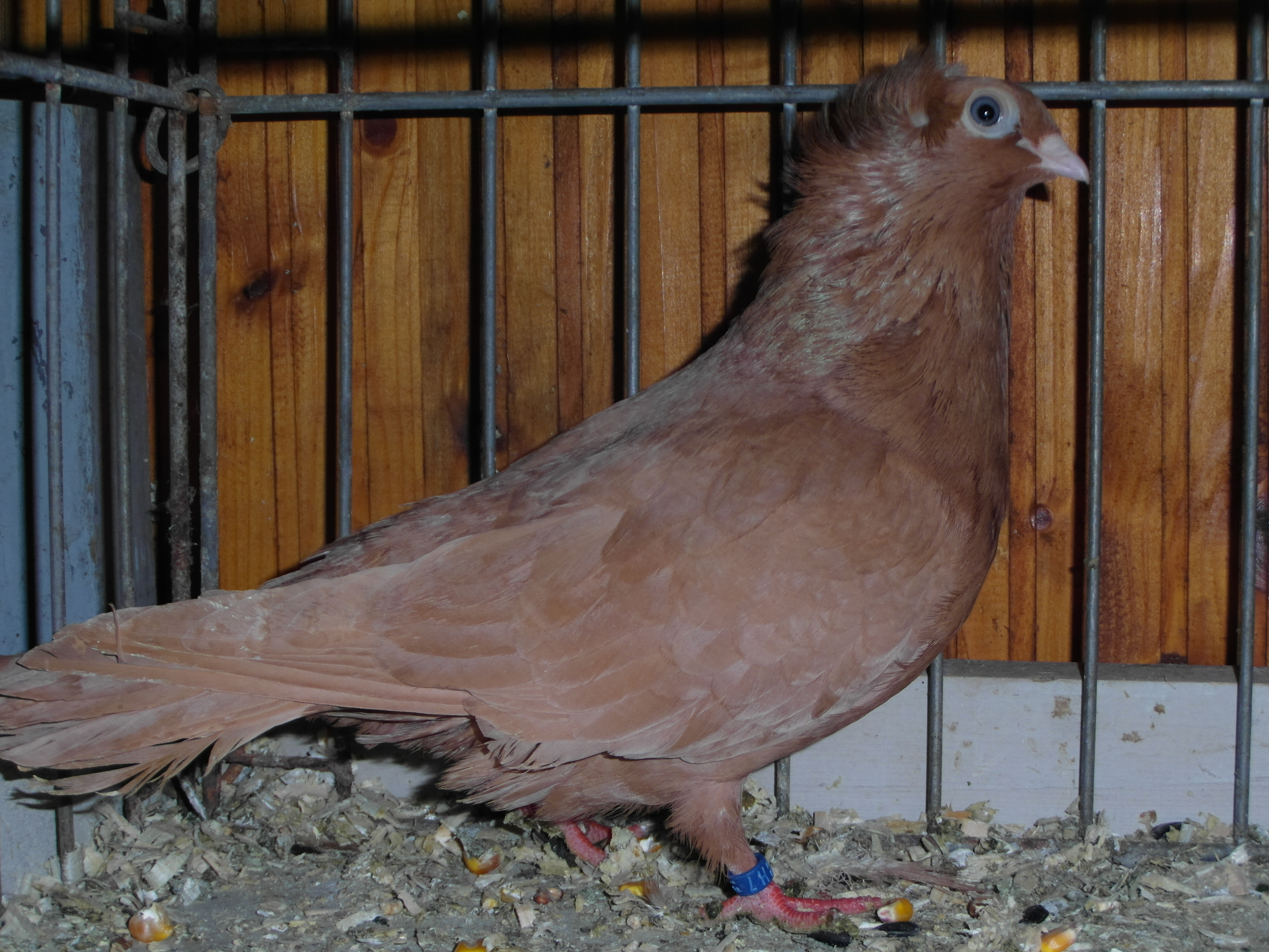 Szegedin Highflyer - Breeding Stock