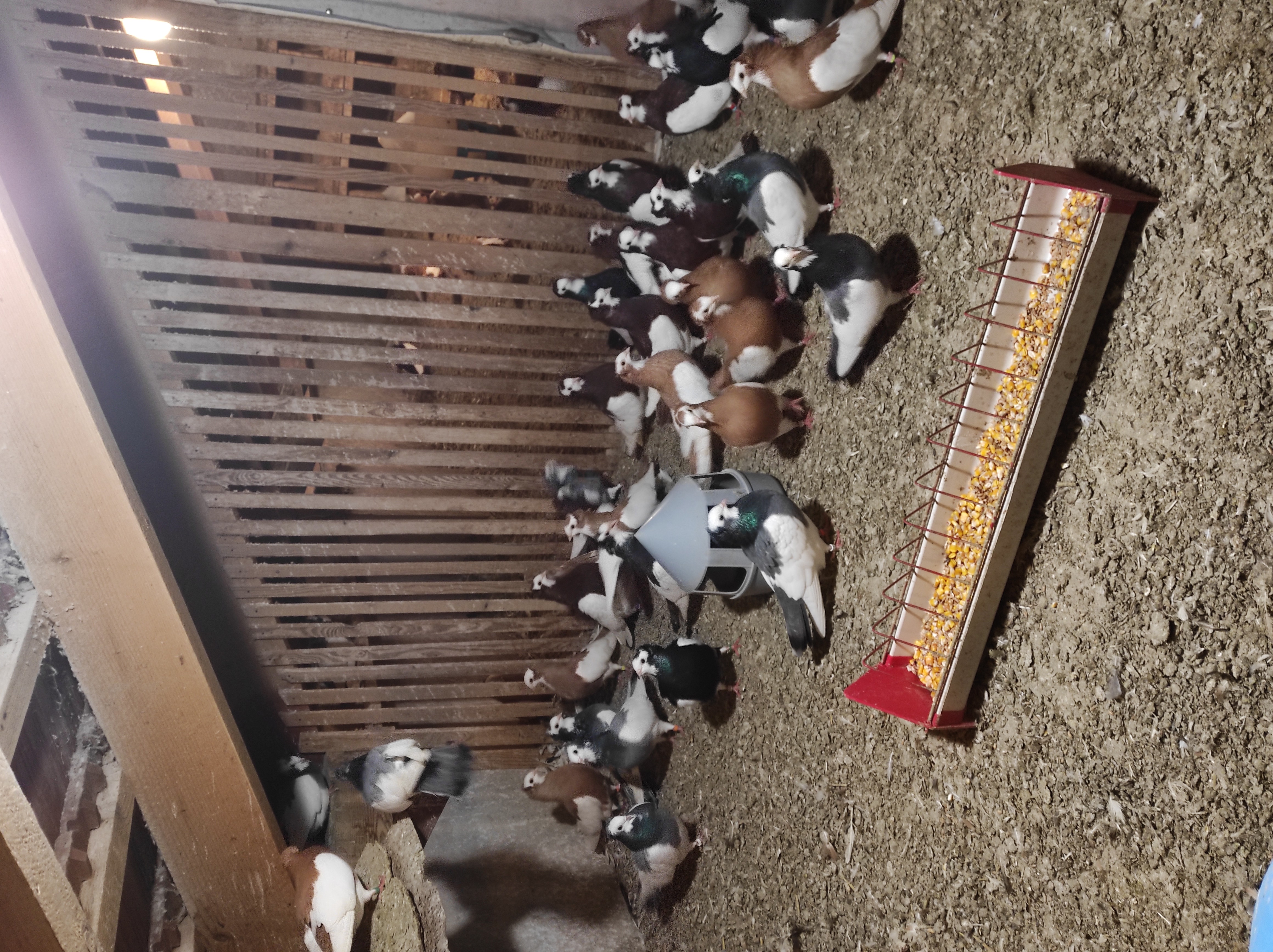Szegedin Highflyer - Breeding Stock