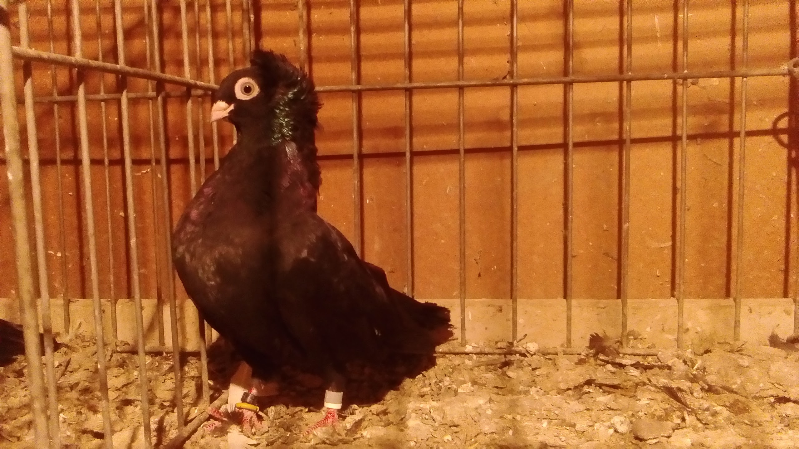 Szegedin Highflyer - Breeding Stock