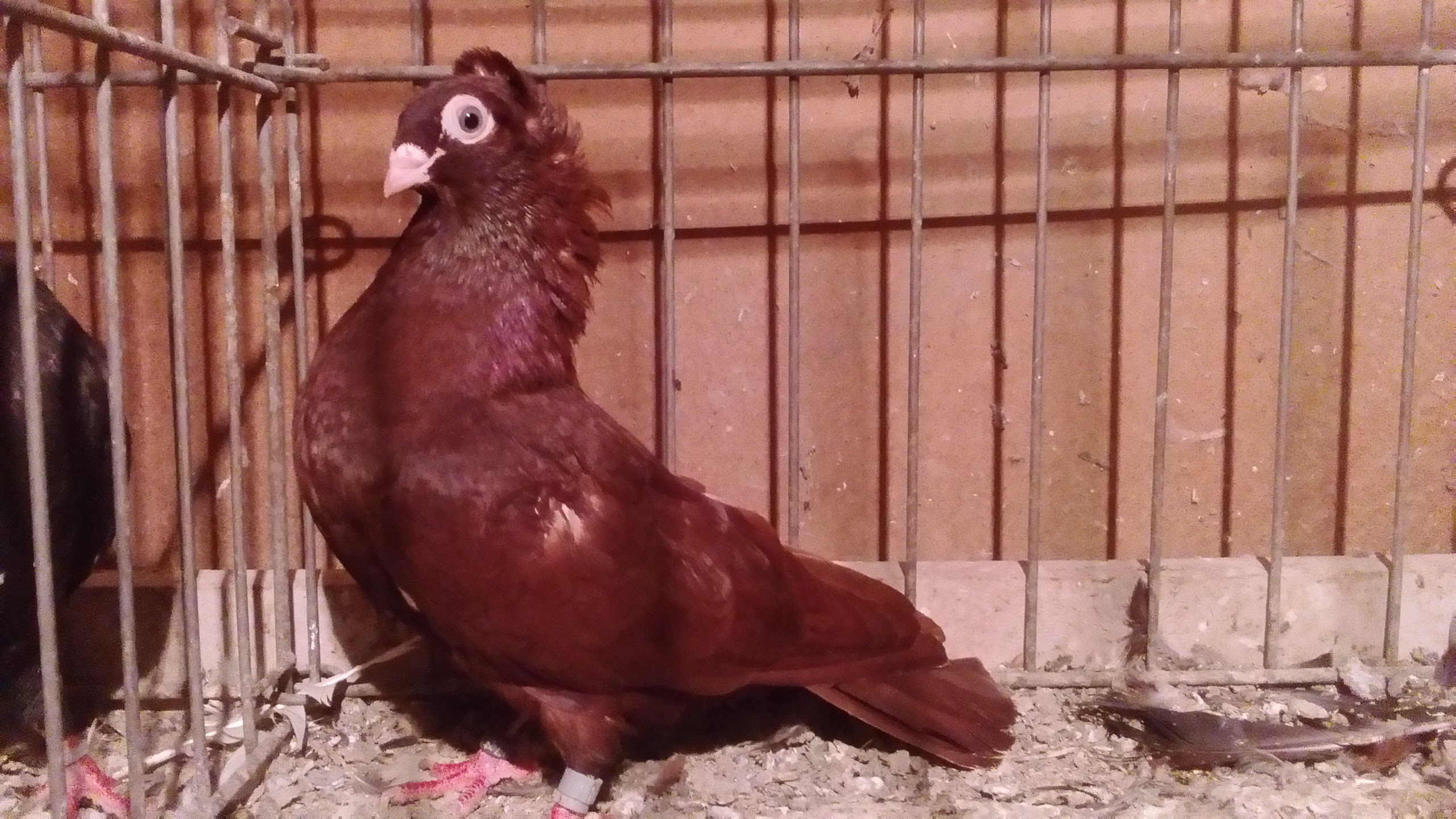 Szegedin Highflyer - Breeding Stock