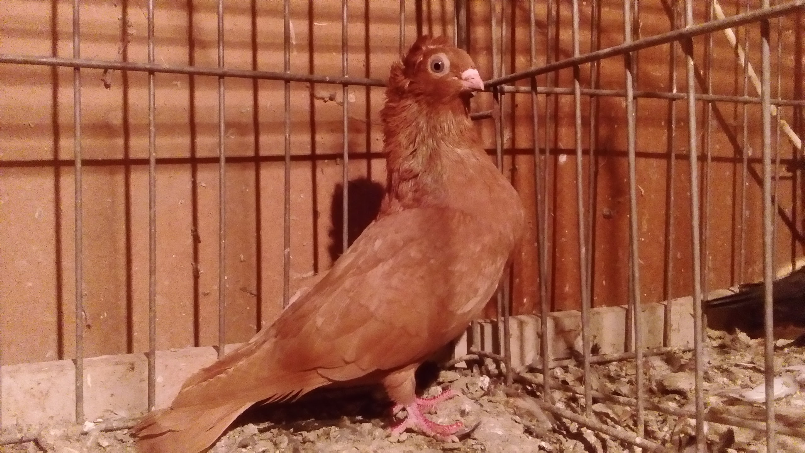 Szegedin Highflyer - Breeding Stock