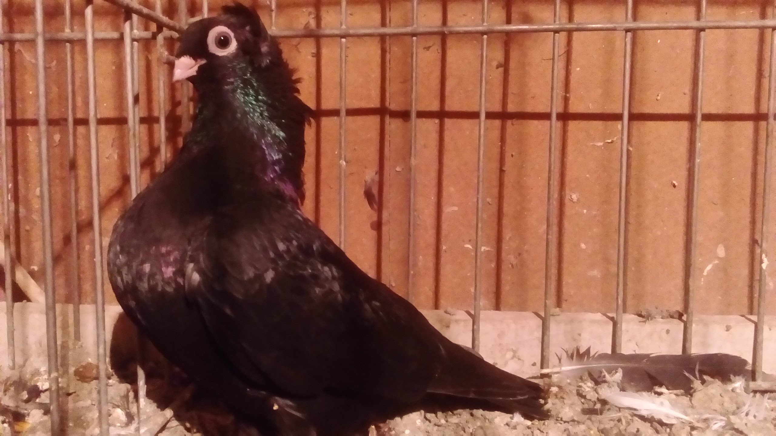Szegedin Highflyer - Breeding Stock