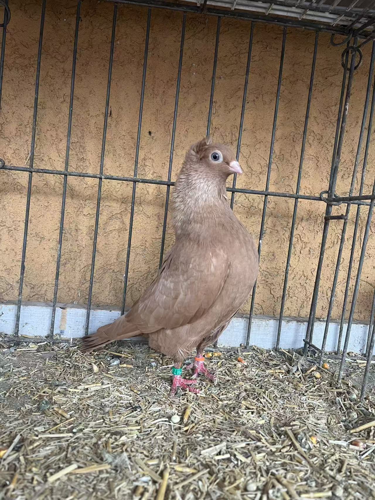 Szegedin Highflyer - Breeding Stock