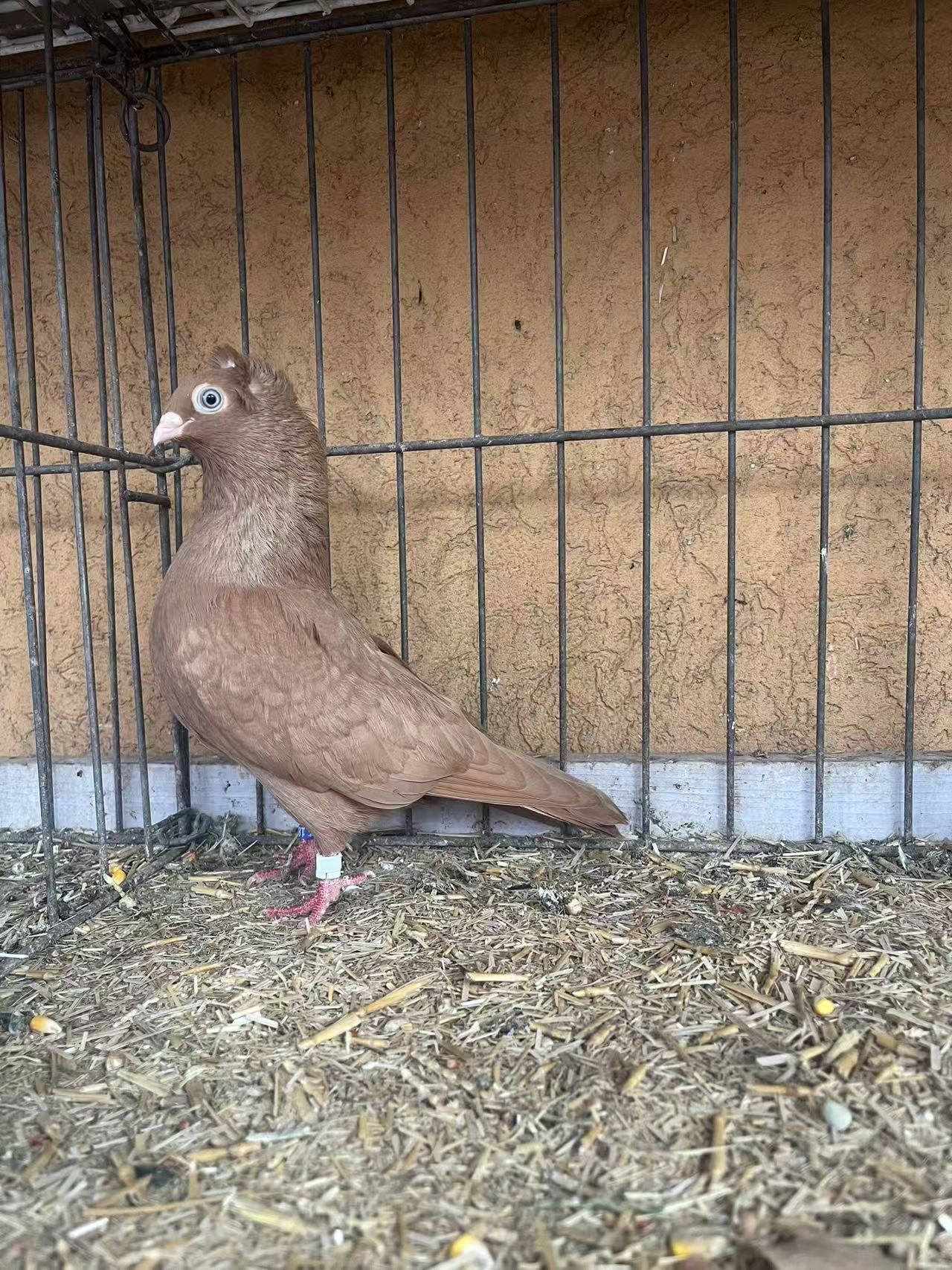 Szegedin Highflyer - Breeding Stock