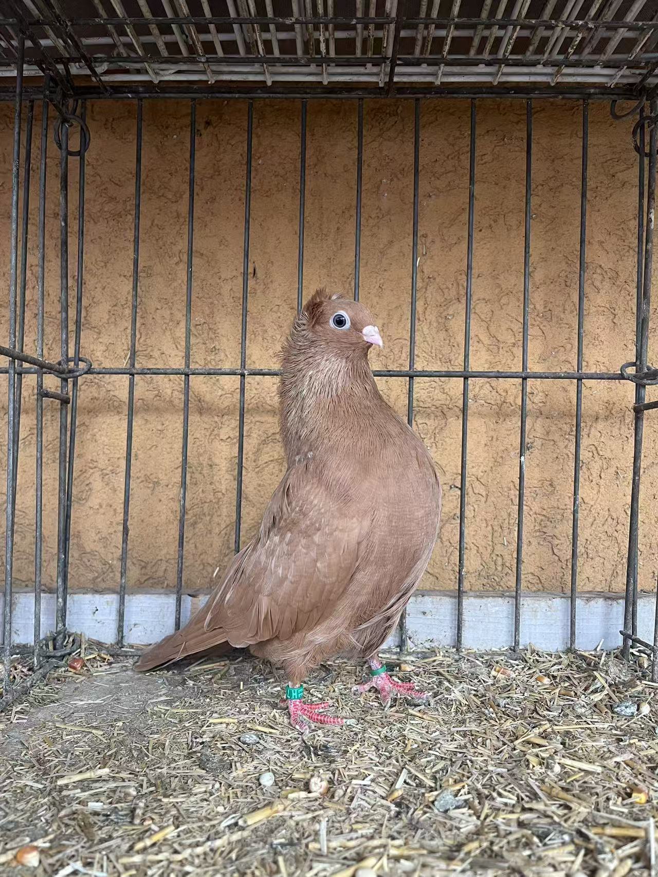 Szegedin Highflyer - Breeding Stock