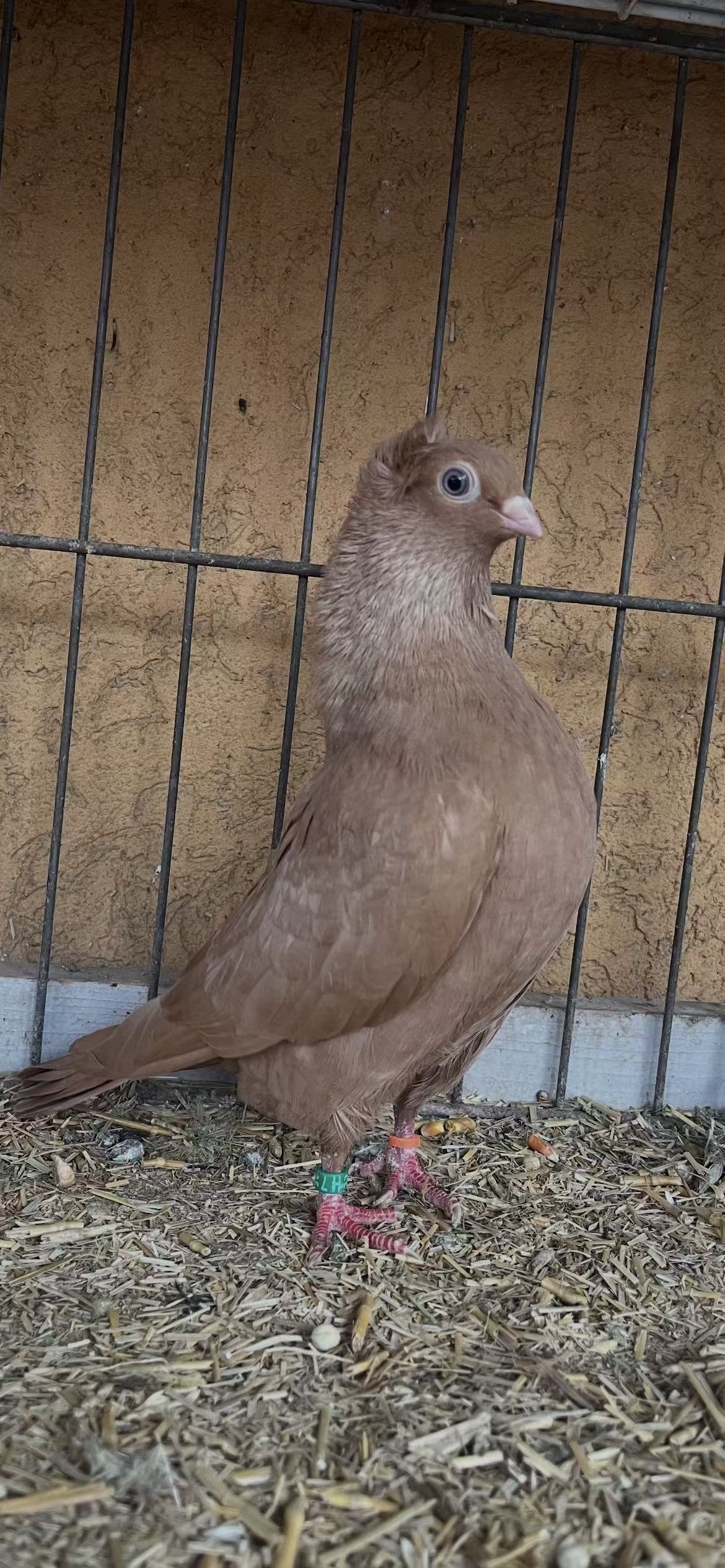 Szegedin Highflyer - Breeding Stock