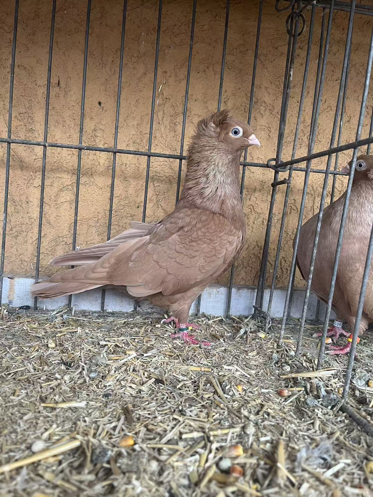 Szegedin Highflyer - Breeding Stock