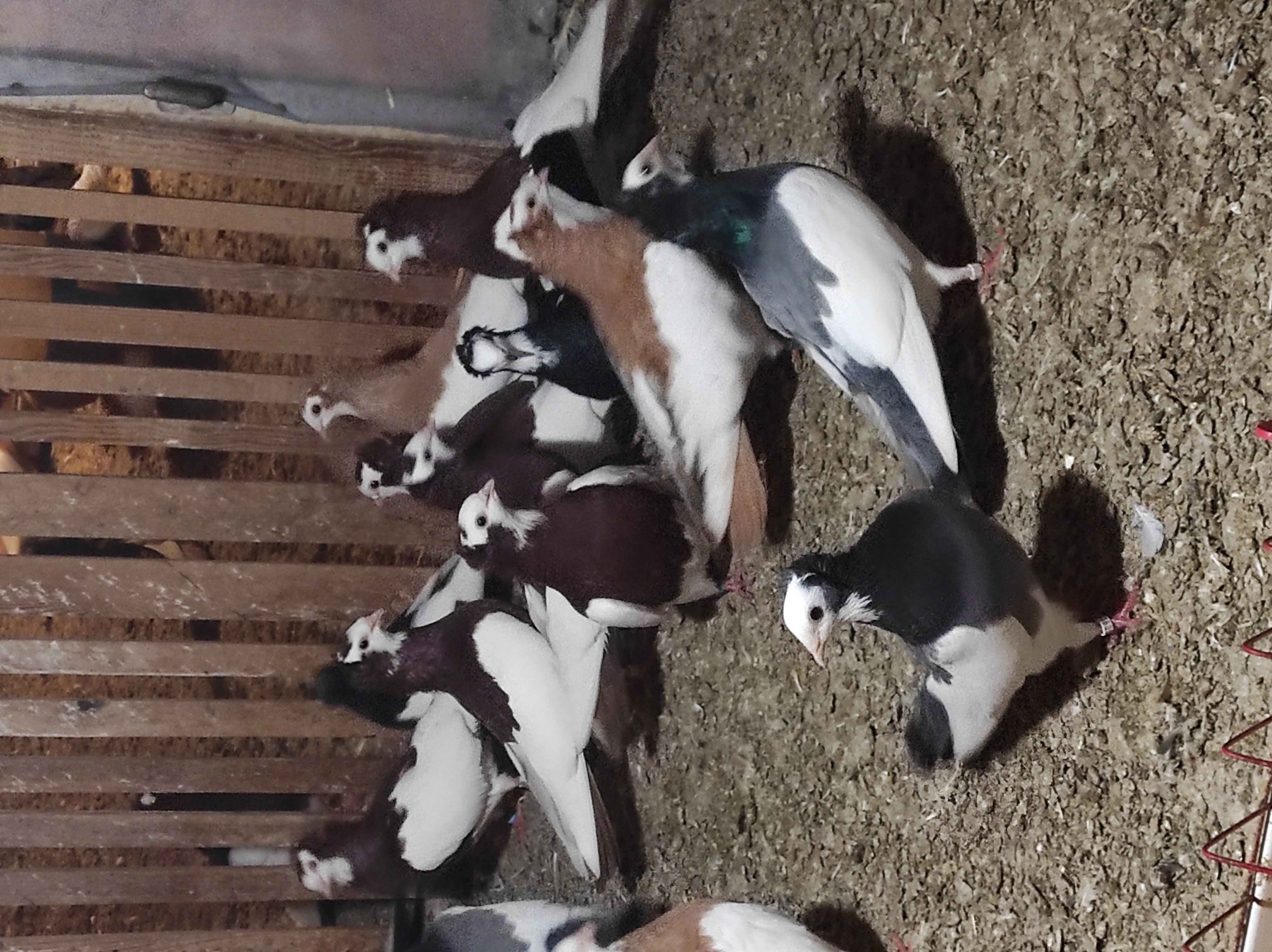 Szegedin Highflyer - Breeding Stock