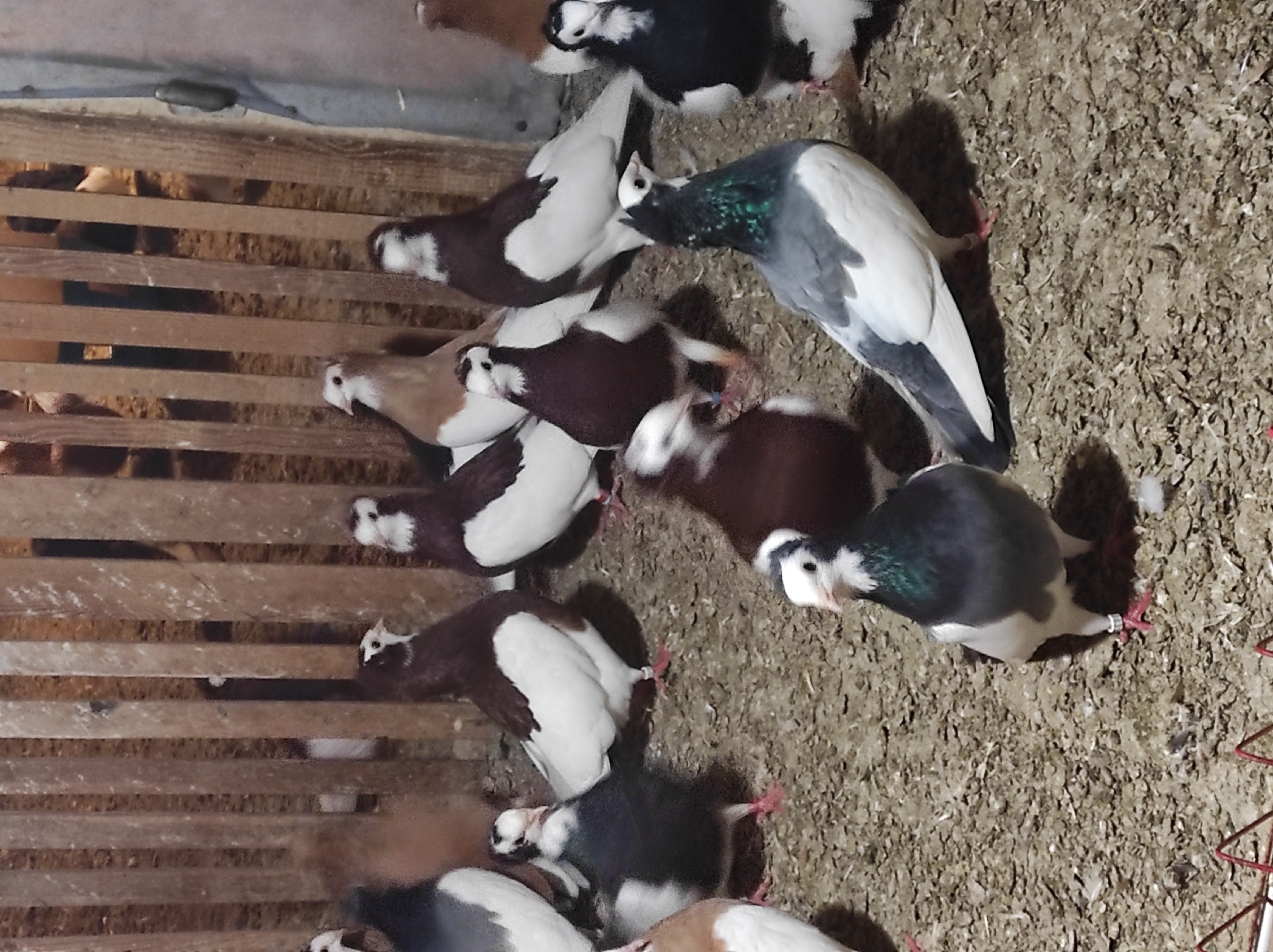 Szegedin Highflyer - Breeding Stock