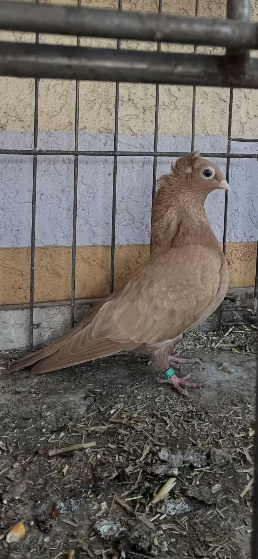 Szegedin Highflyer - Breeding Stock