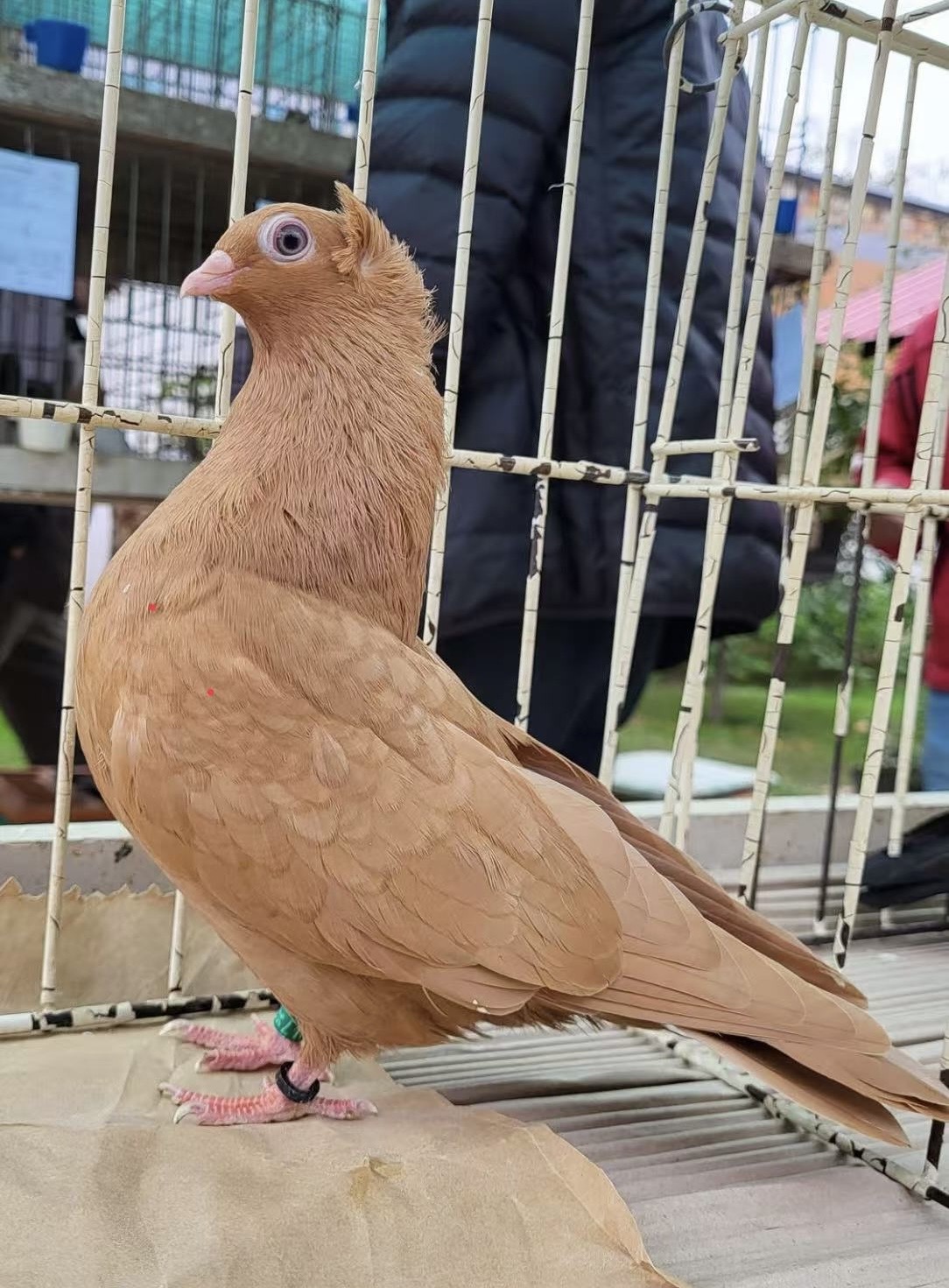 Szegedin Highflyer - Breeding Stock