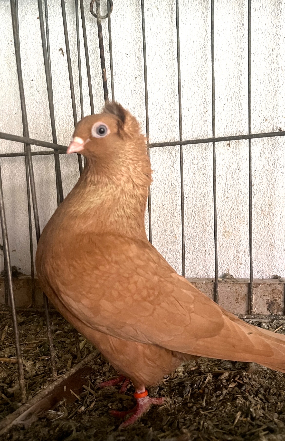 Szegedin Highflyer - Young Birds