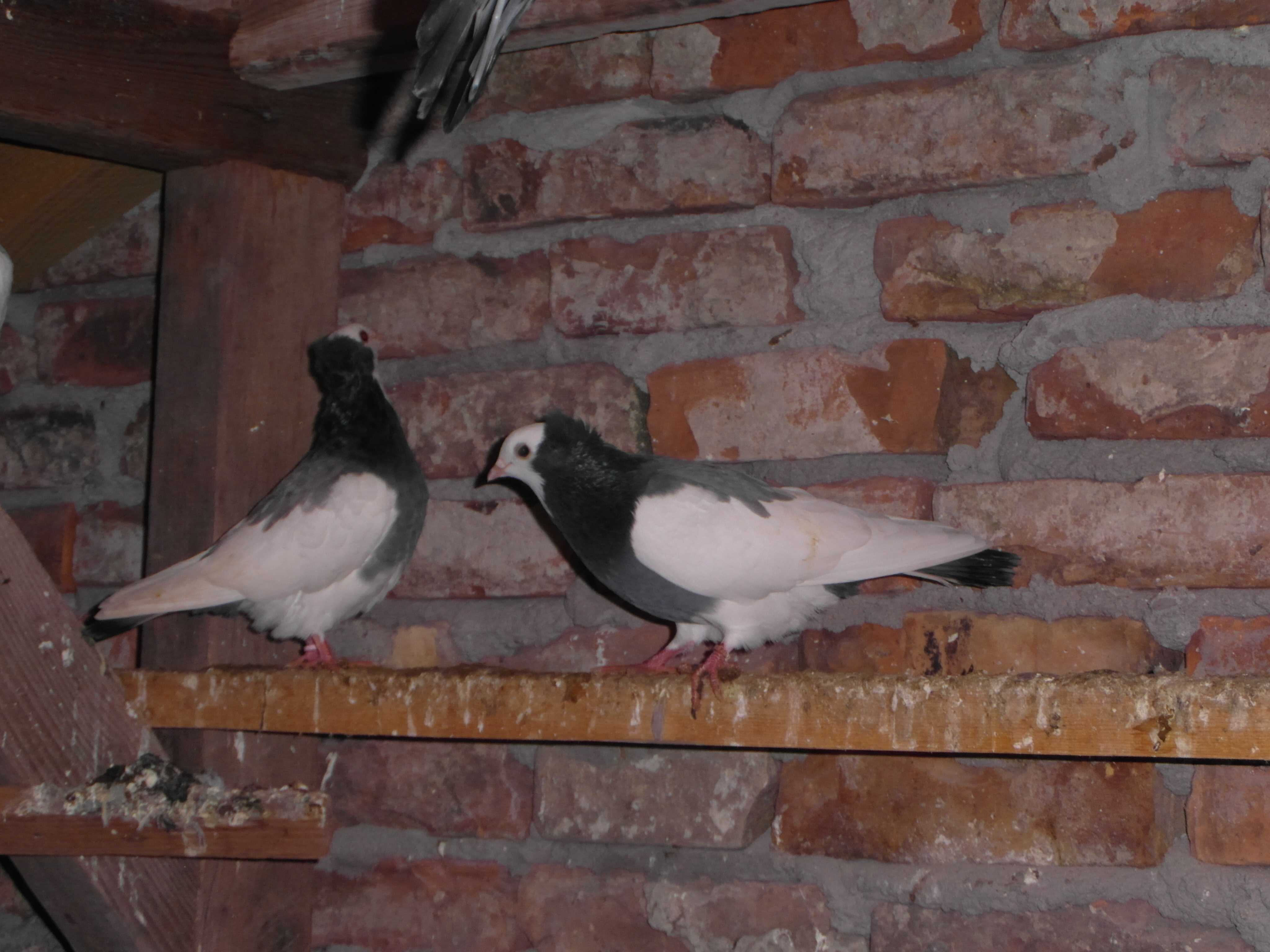 Szegedin Highflyer - Young Birds