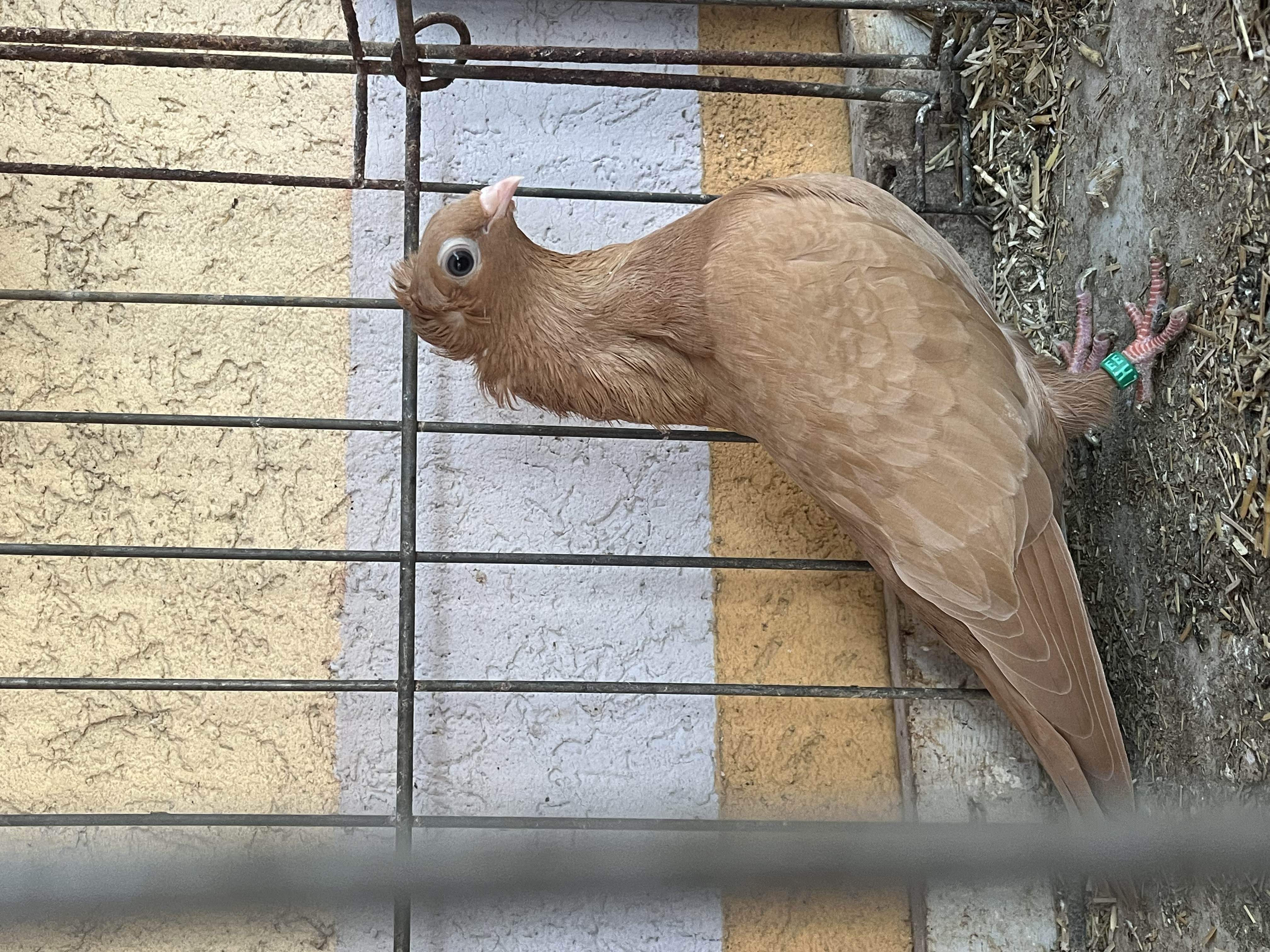 Szegedin Highflyer - Young Birds