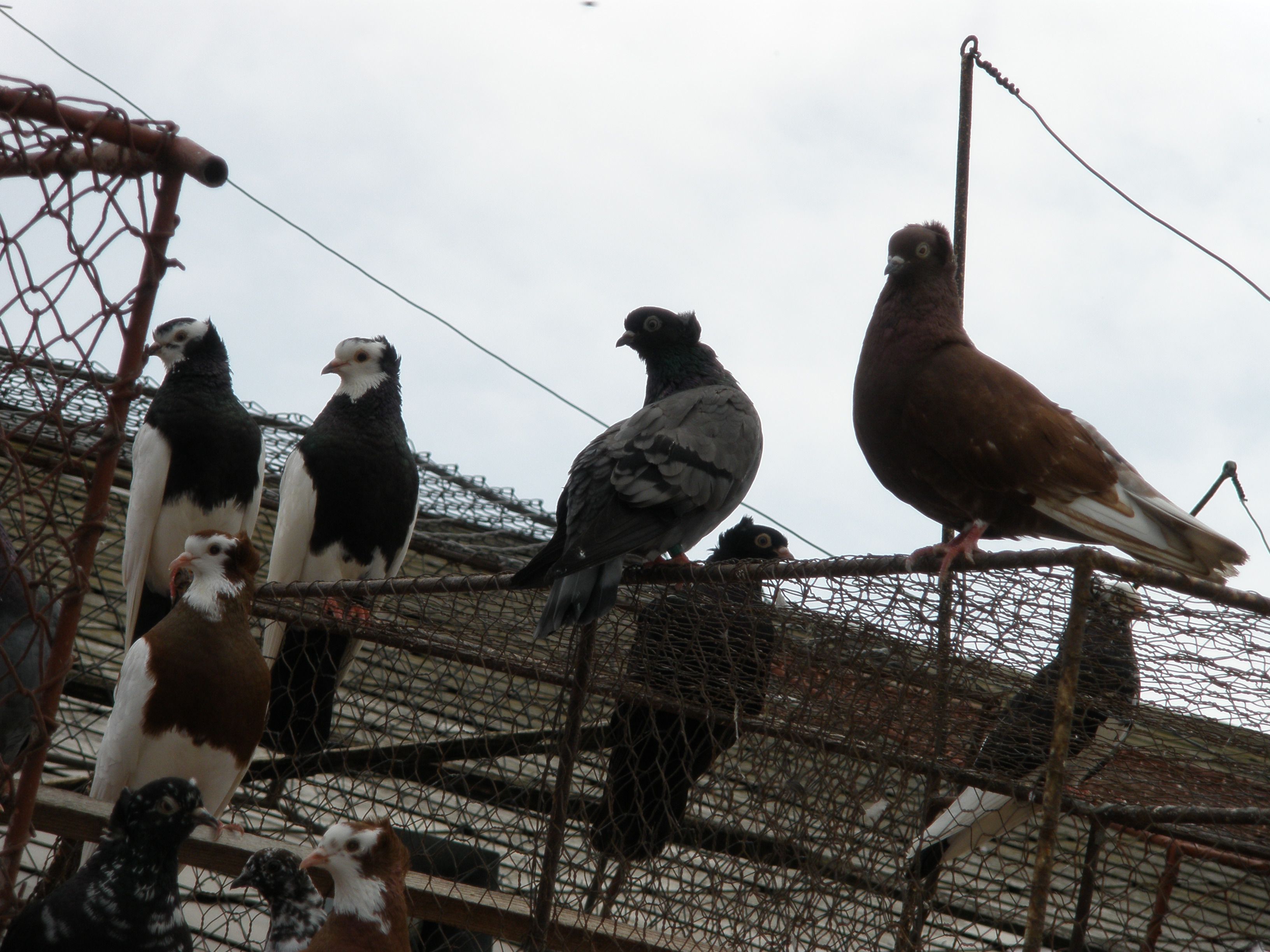 Szegedin Highflyer pigeon